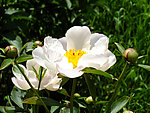 春天校园芍药花