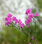 烂漫的杜鹃花