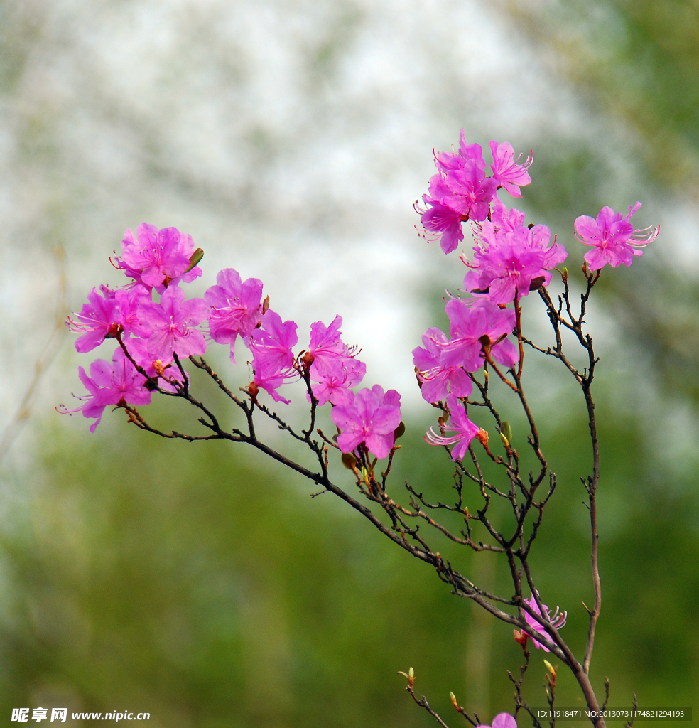 烂漫的杜鹃花