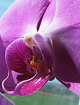 蝴蝶蓝花