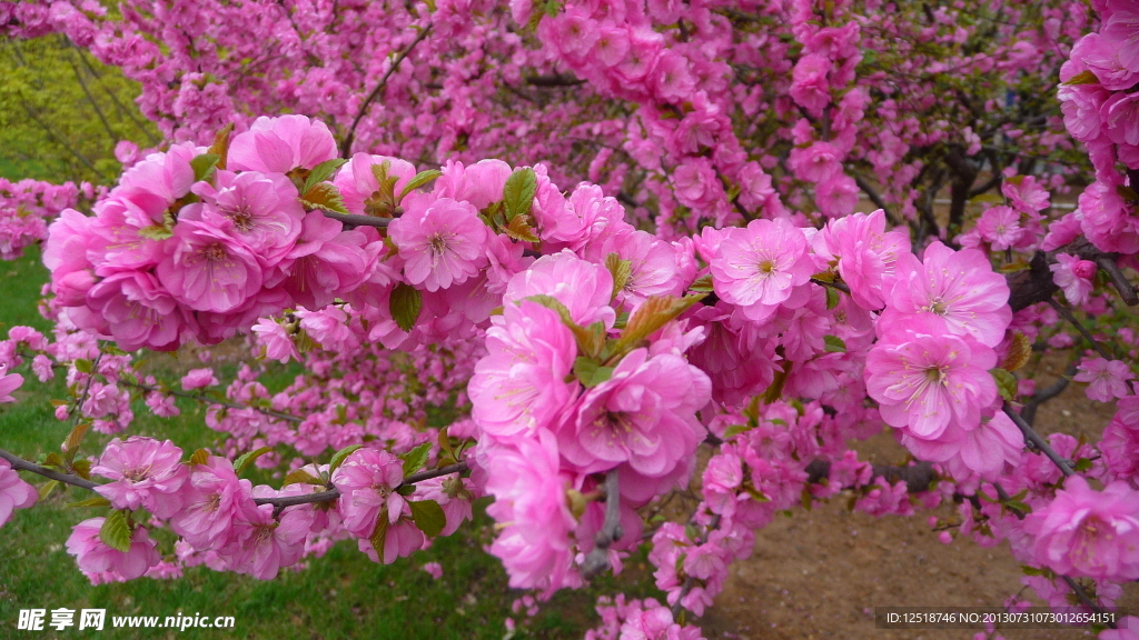 百花争妍 桃花