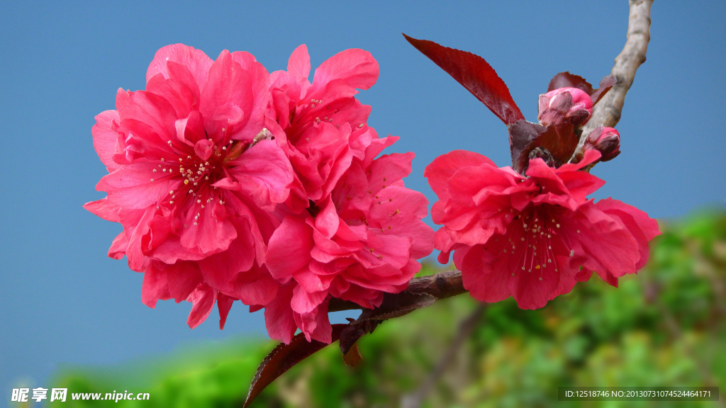 桃花