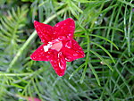 五星花