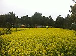 油菜花