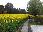 大面积油菜花