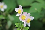 小花