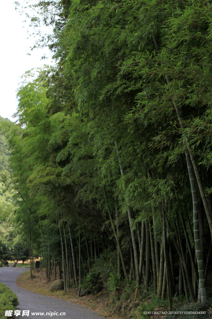 竹林
