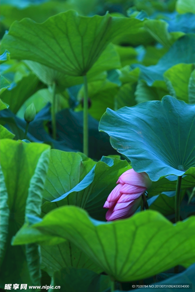 荷花