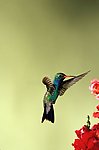 蜂鸟