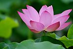 莲花