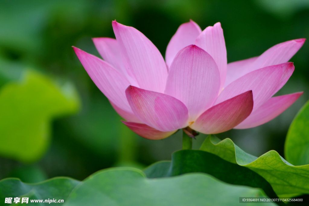 莲花