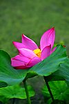 莲花