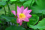 莲花