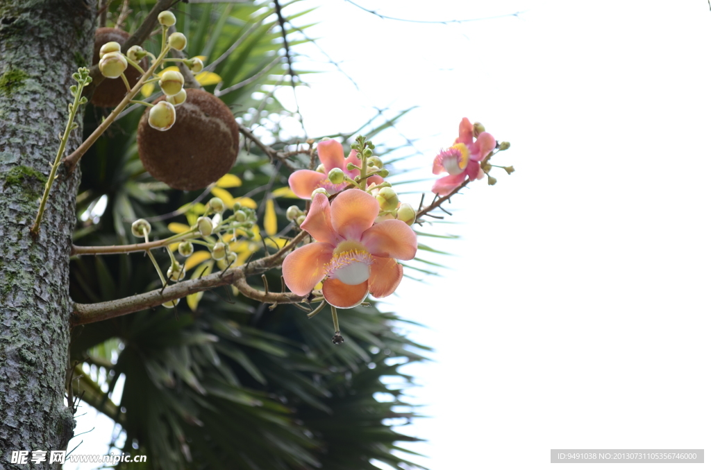 棕榈花