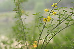 迎春花