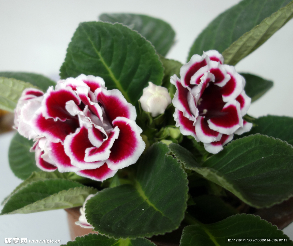 教学楼芙蓉花