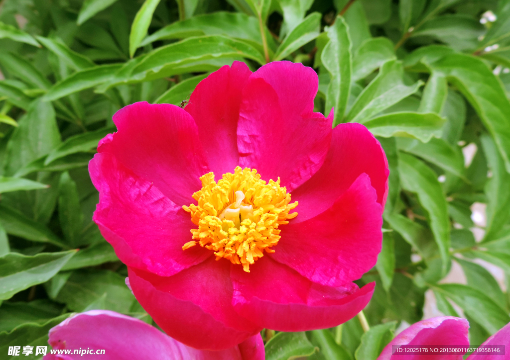芍药