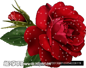 玫瑰花
