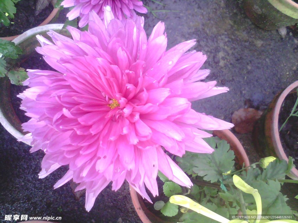 菊花