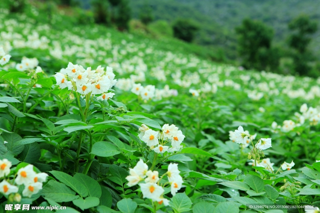 洋芋