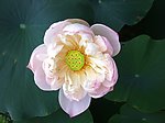 莲花