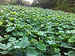 莲花池