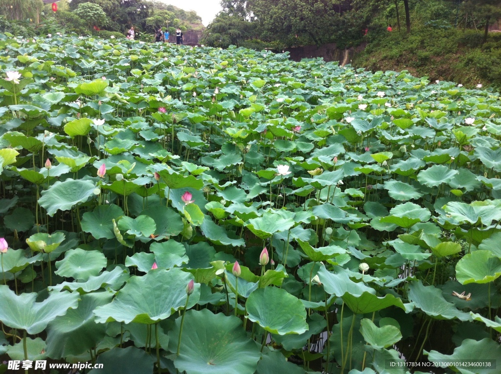 莲花池