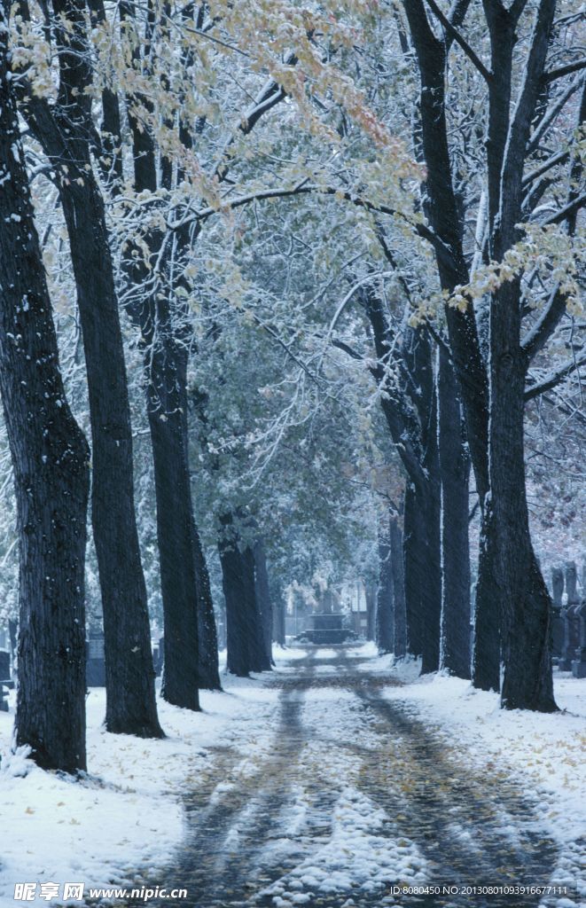 雪后林间小路