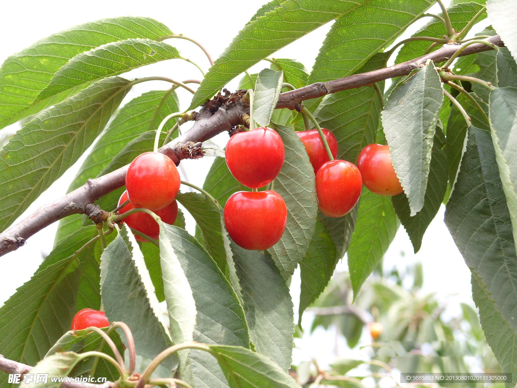 大樱桃