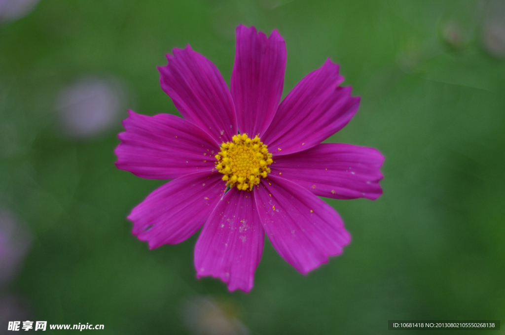 格桑花 幸福花 花