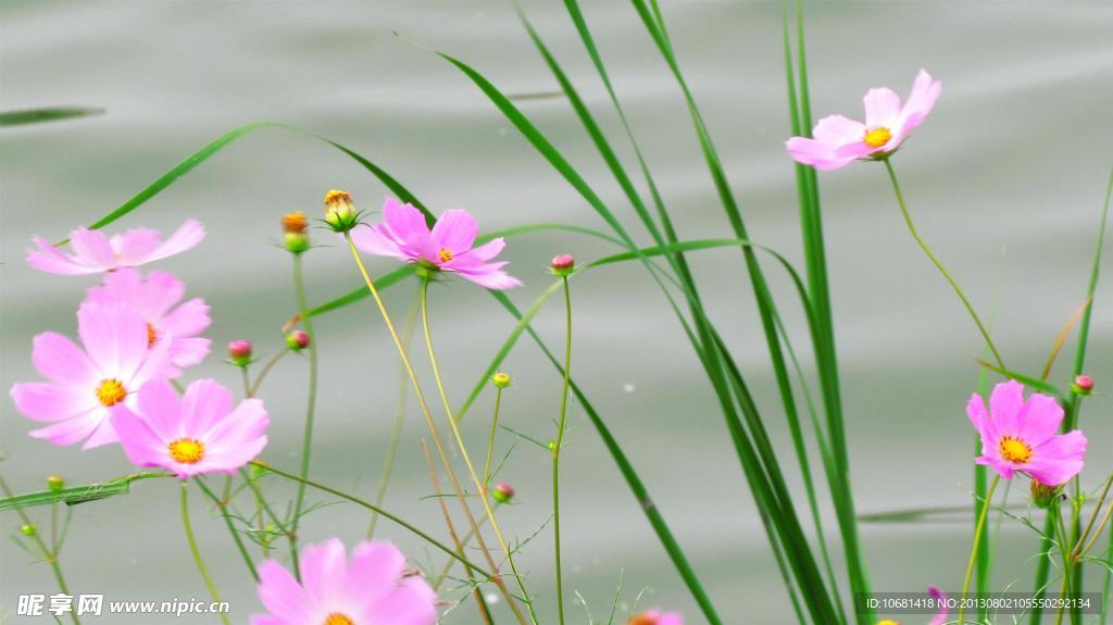 格桑花 幸福花 花