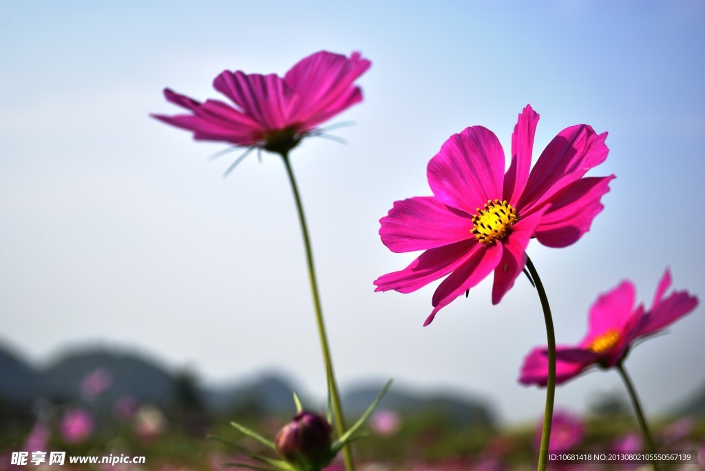 格桑花 幸福花 花