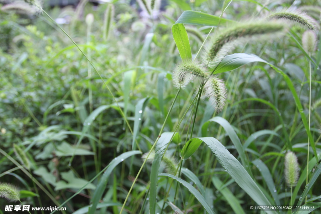 狗尾巴草