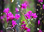 杜鹃花