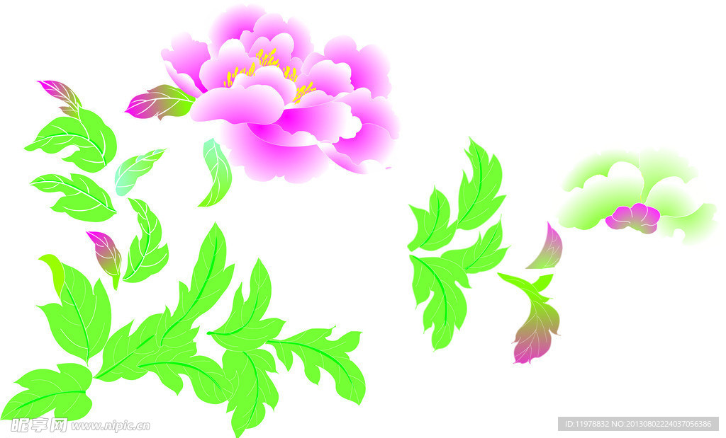 牡丹花