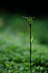 青草
