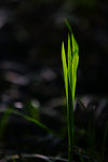 绿草