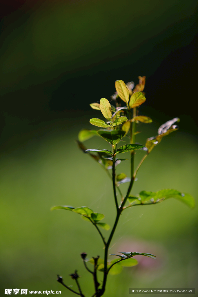 植物
