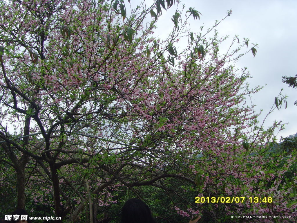 桃花林
