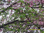 桃花林
