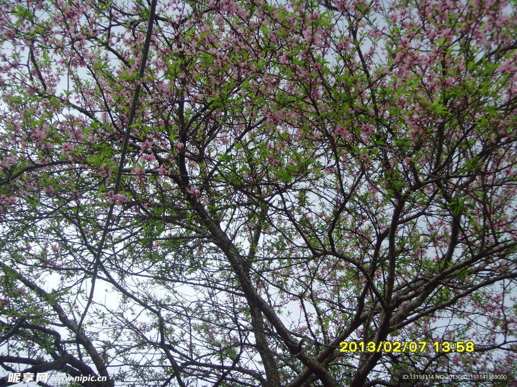 桃花林