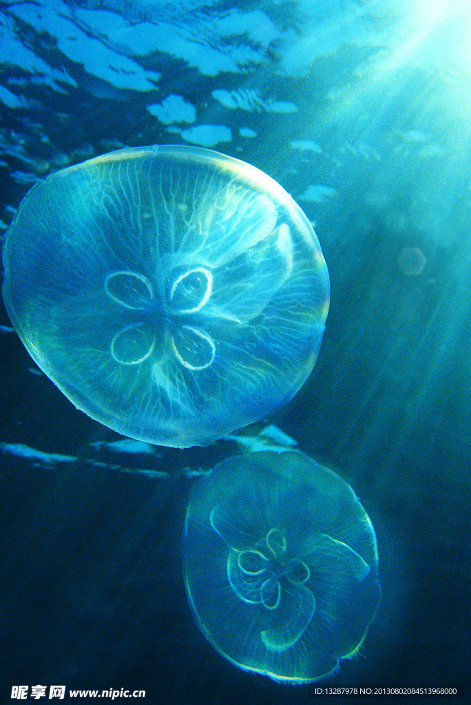 海底世界 水母