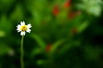 小花