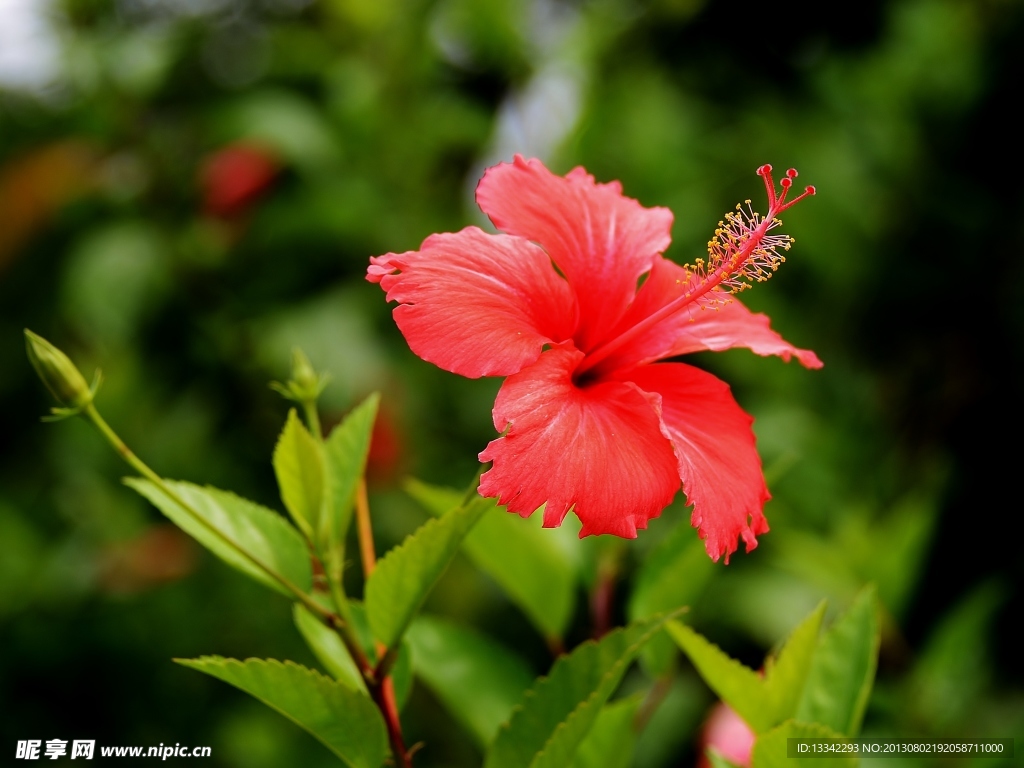 朱槿花