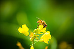 蜜蜂特写 黄色花