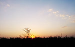 夕阳