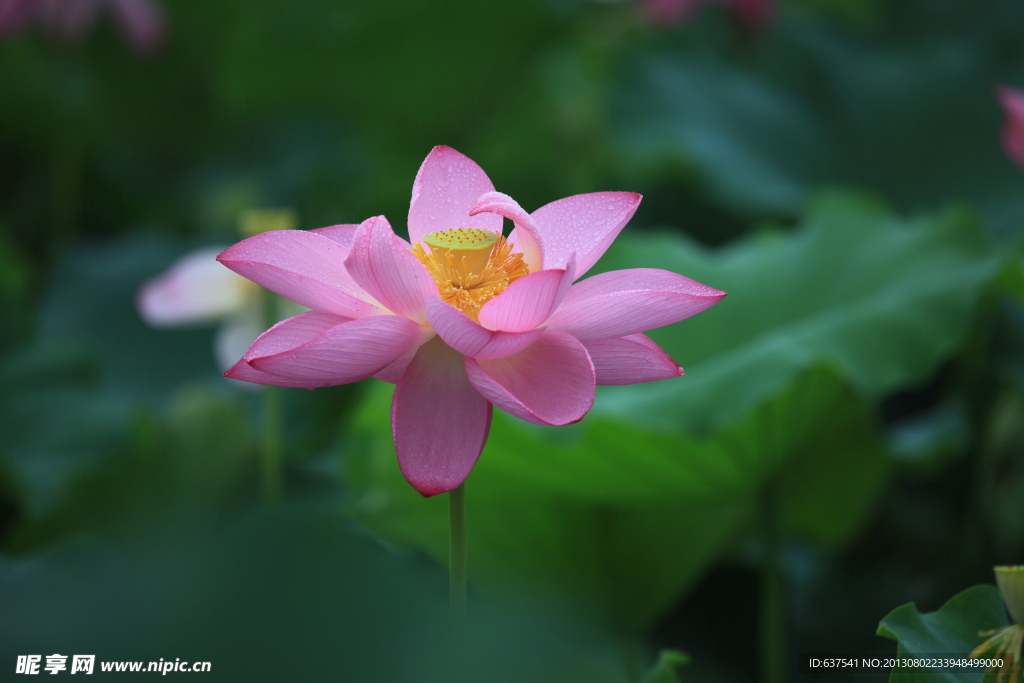 荷花