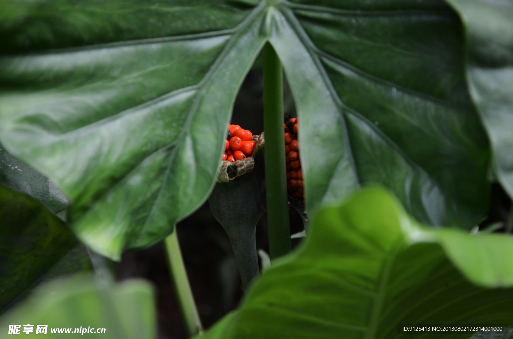 植物果实
