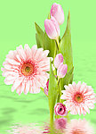 鲜花倒影