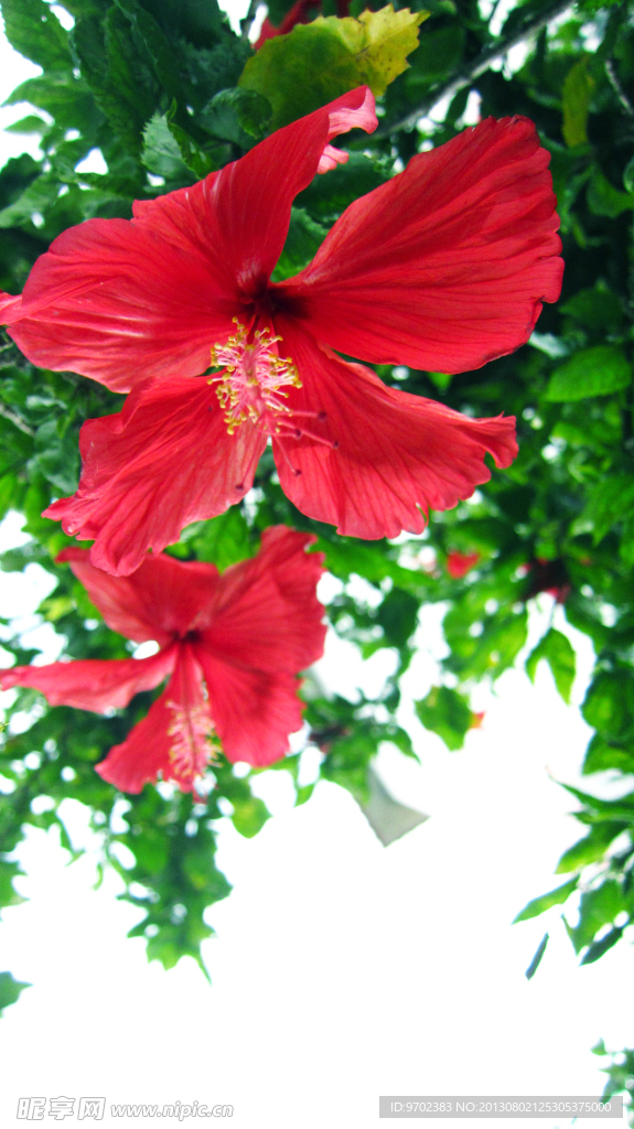 扶桑花
